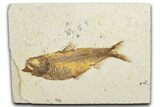 Detailed Fossil Fish (Knightia Alta) - Wyoming #345499-1